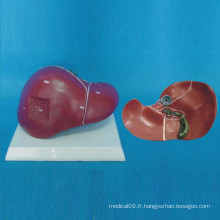 Modèle médical d&#39;anatomie du foie humain (R100103)